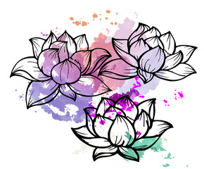 эскиз,рисунок морской лилии,тату,акварель,