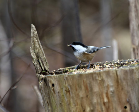 m&eacute;sange &agrave; t&ecirc;te noire