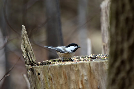 m&eacute;sange &agrave; t&ecirc;te noire