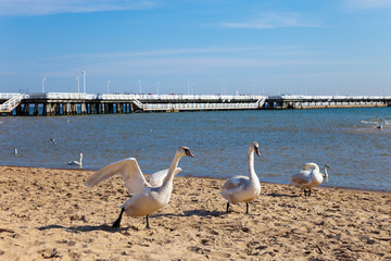 The beach and swans in Sopot, Poland.