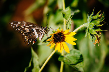 Schmetterling (Citrus Swallowtail) auf Sonnenblume, Windhoek, Namibia