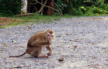Wild monkey at Khoa Yai National park Thailand