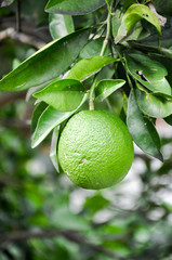 Green lime ripening on a tree
