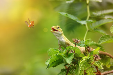 Oriental garden lizard- Hunting Lady bird