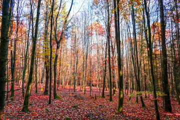 Herbst in Tunzenberg-1