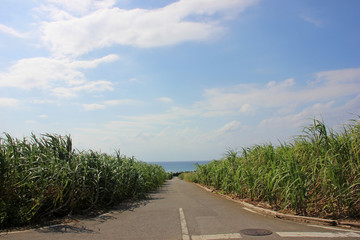 海へ続く道