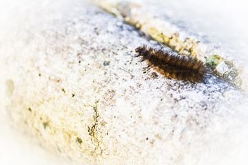 Walking larva