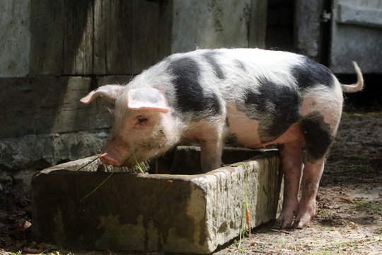 Buntes Bentheimer Schwein im Futtertrog