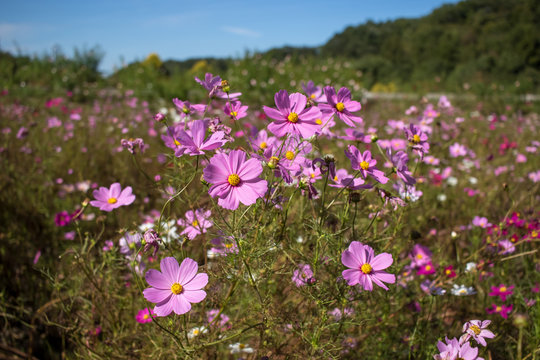 Fully Bloomed Colorful Cosmos on Mountain Landscape in October © eikotsuttiy