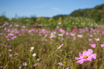 Obraz premium Fully Bloomed Colorful Cosmos on Mountain Landscape in October