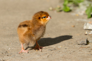 the little chicken