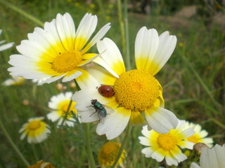 Ladybug and Bluebottle Fly on a Daisy