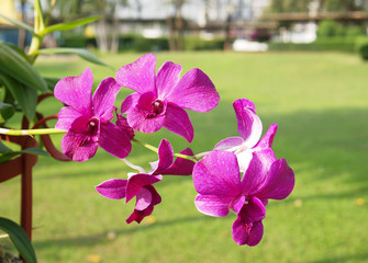 Beautiful orchid with blur background.