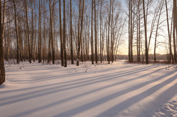 Winter forest