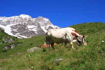 Fototapeta na wymiar Monte Rosa, Val Sesia e salita a Punta Gnifetti