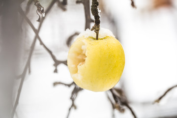 Apple weighs on the branches in the snow