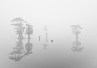 Obraz premium Ghostly Image in Henderson Swamp