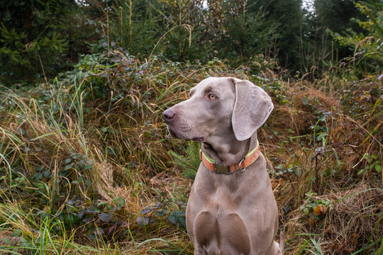 Wartender Jagdhund im Wald