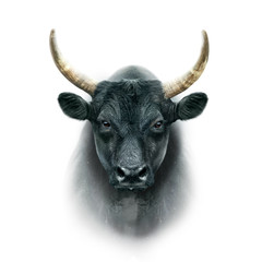 black camargue bull face portrait isolated on white background - obrazy, fototapety, plakaty