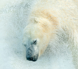 polar bear takes a bath