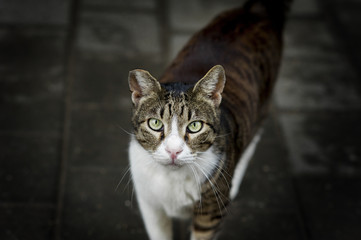 portrait of homeless cat with nibbled ear
