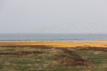Vogelschutzgebiet Wattenmeer