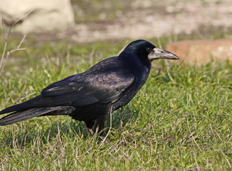Rook, Corvus frugilegus