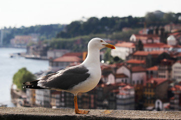 A big sea gull in Porto, Portugal 