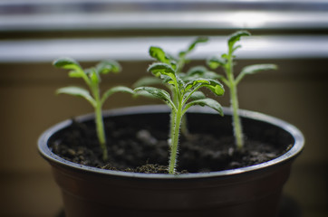 Fresh green tomato sprouts in the pot