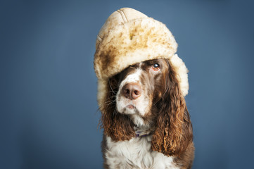 springer spaniel dog wearing a winter hat