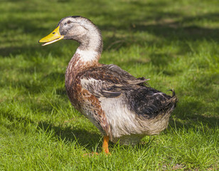 gray goose on the green grass