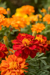 Fully Bloomed Colorful Marigold at Garden in October