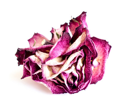 The dried rose.