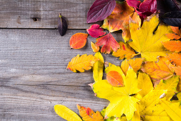 Naklejka na ściany i meble Abstract background of colourful autumn leaves