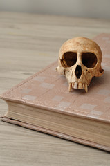 Vervet monkey skull on top of an old book