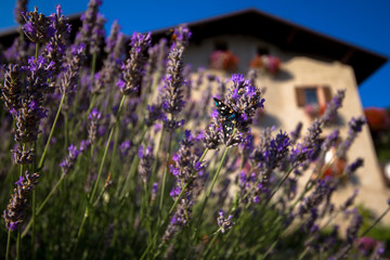 lavanda di montagna
