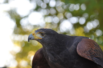 Greifvogel / Predatory Bird