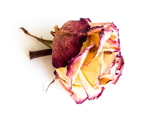 The dried rose.