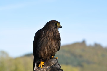 Greifvogel / Predatory Bird