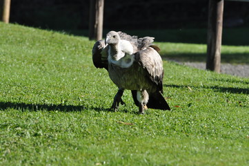 Greifvogel / Predatory Bird