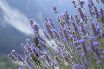 lavanda tra i monti