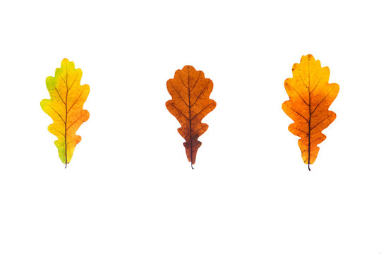 Three colorful oak leaves on the white background.
