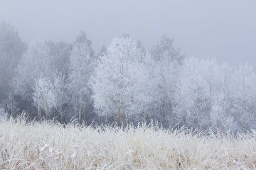 Snow for Thanksgiving on Bald Mountain