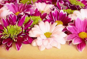 Closeup of aster flowers