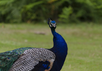 Wilder Pfau / Wild Peacock