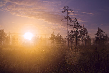 Sunrise in the swamp. Spider web in the foreground. Fog. Early morning