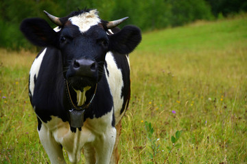 Cow in the Carpathian Mountains