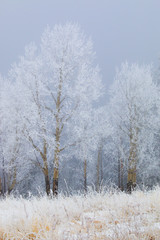 Snow for Thanksgiving on Bald Mountain