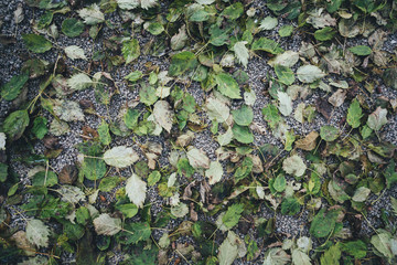 View from above on autumn leaves lying on the ground.