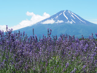 Lavender Fields and Fuji Mountain in Japan